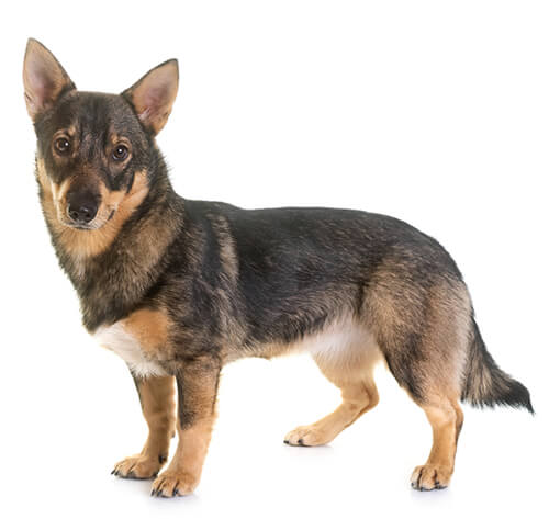 Vallhund dog hot sale